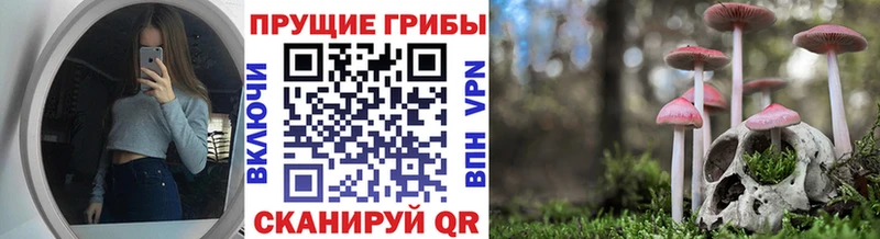 Псилоцибиновые грибы Psilocybine cubensis  Апшеронск 